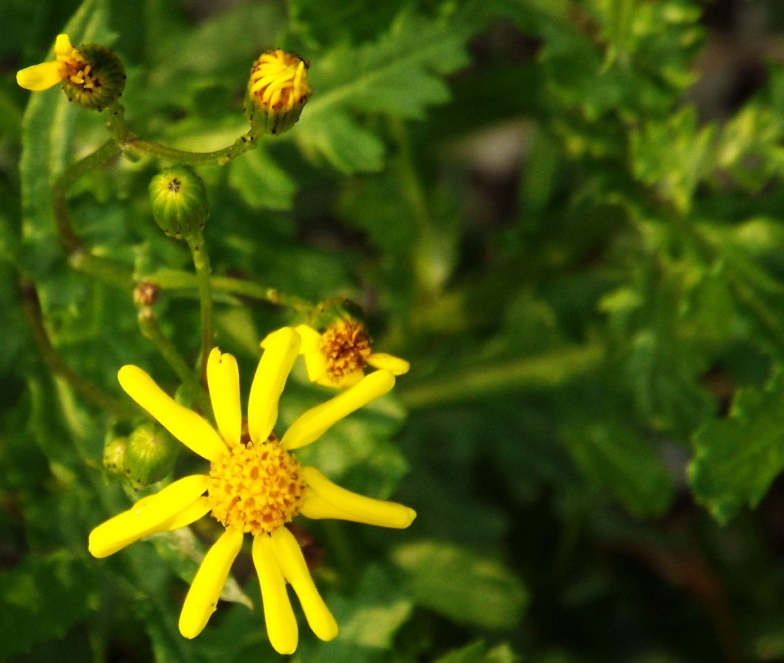 Asteracea: Senecio squalidus. subsp. rupestris